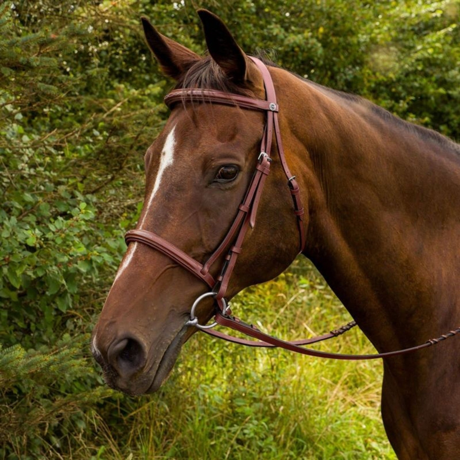 HDR Advantage Fancy Raised Bridle